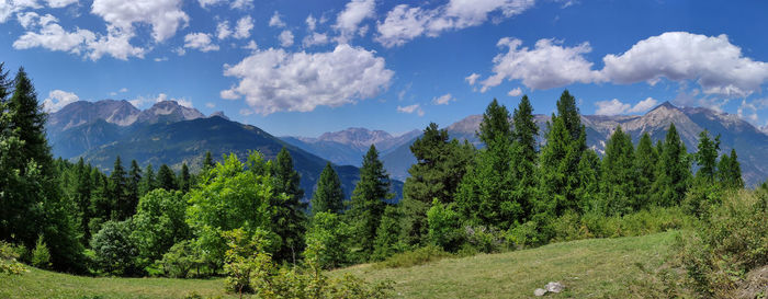 Panoramic view of pine trees against sky and mountains