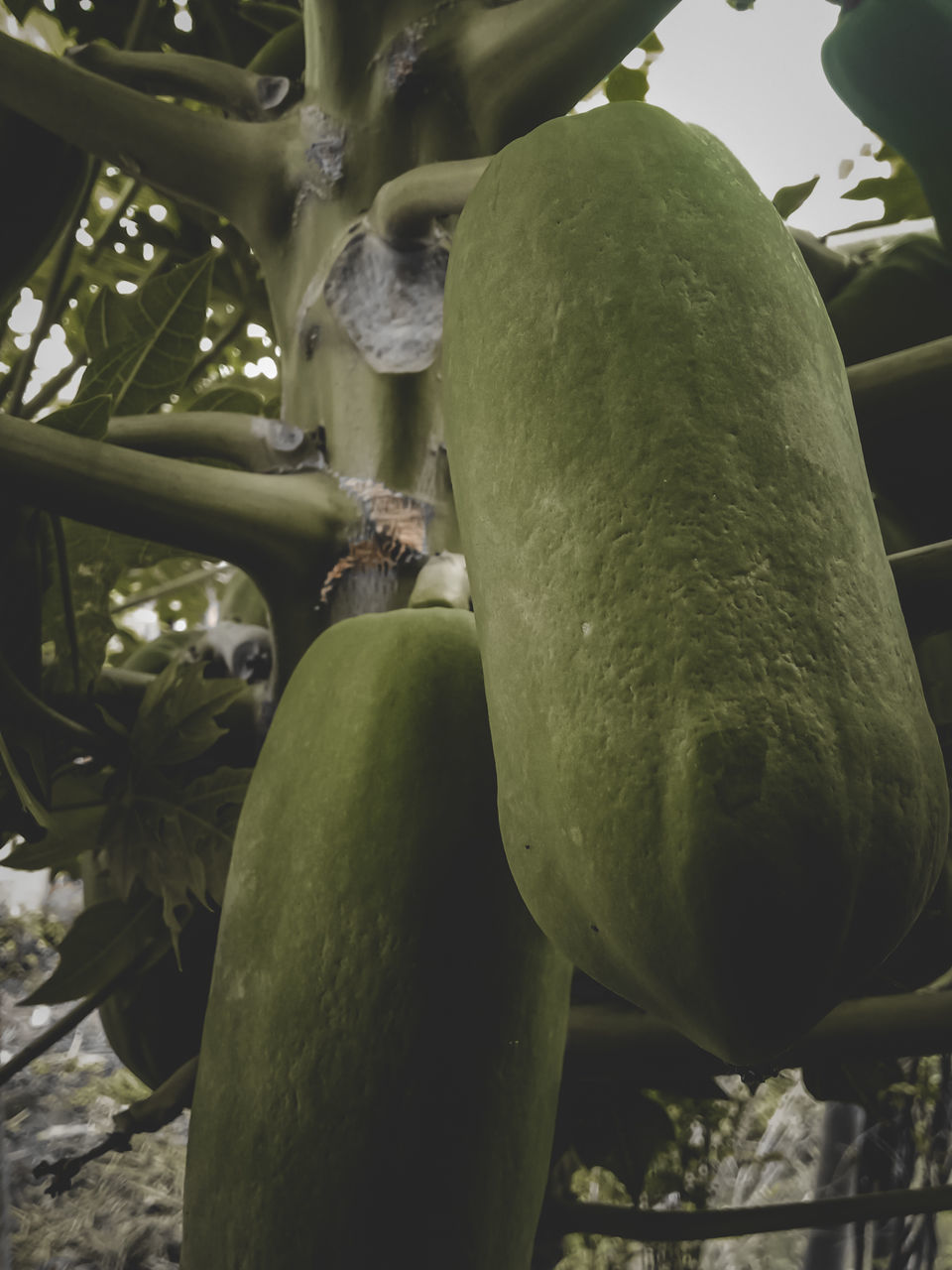 CLOSE-UP OF FRUITS GROWING ON PLANT