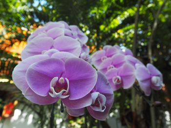 Close-up of pink flowering plant in park