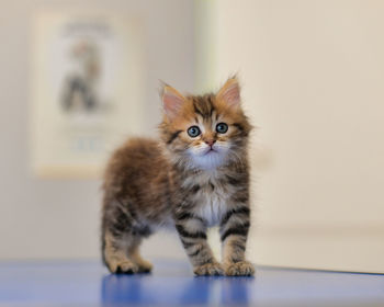 6 weeks old young orphan kitten, at the veterinary clinic