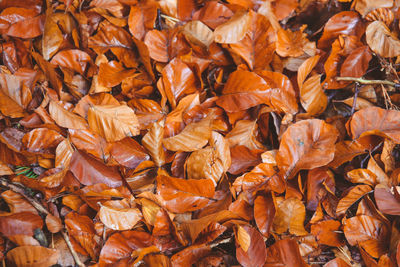 Full frame shot of dry leaves