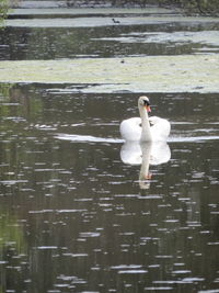 Swan swimming in lake