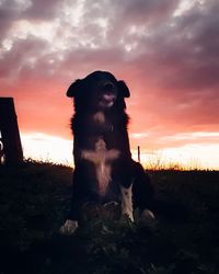 Dog sitting on field during sunset