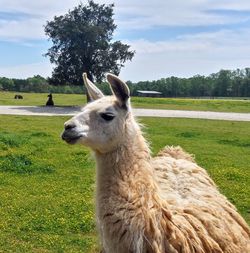 View of an alpaca on field