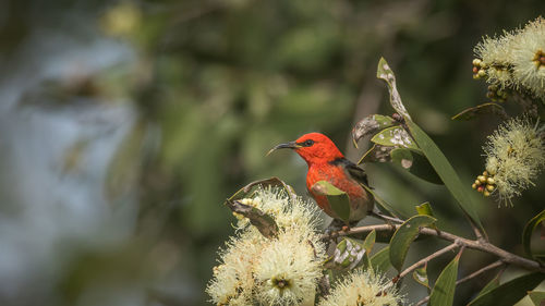 Close-up of bird perching on a plant