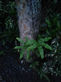 Close-up of ivy growing on tree trunk in forest