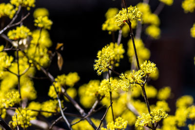 Close-up of yellow flowering plant