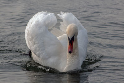 The beauty of a swan in a love period