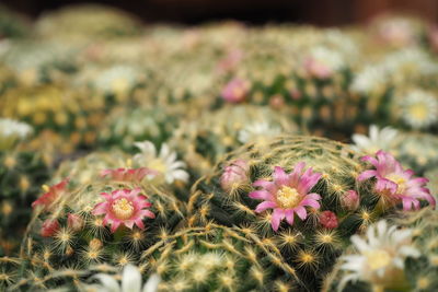 Close-up of pink flowering plants