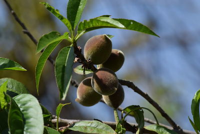 Close-up of fruits growing on tree