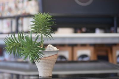 Close-up of potted plant on table