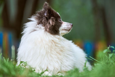 Pomeranian spitz dog in garden. cute pomeranian puppy on walk, white black color. spitz pom dog