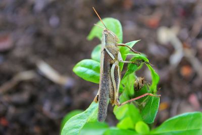 Close-up of insect on leaf
