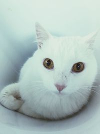 Close-up portrait of cat
