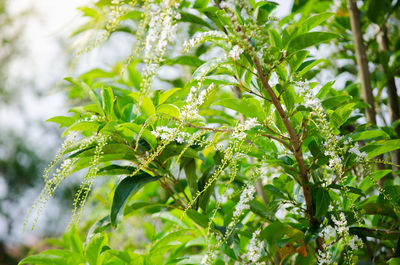 Close-up of fresh green plant