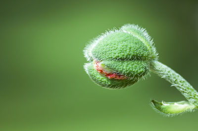 Close-up of flower bud poppy