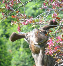 Close-up of horse on tree