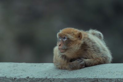 Close-up of monkey