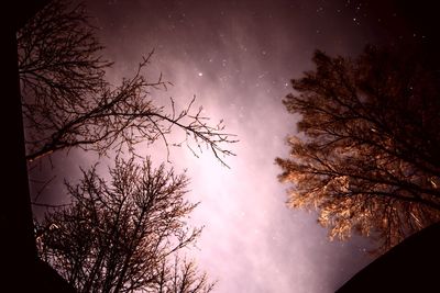 Low angle view of silhouette tree against sky at night