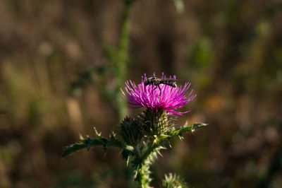 Close-up of pink thistle flower