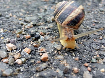 Close-up of snail