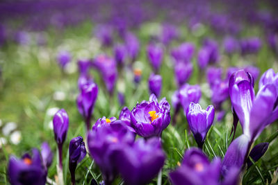 Close-up of purple crocus flowers on field