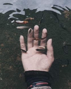 Close-up of hand in lake while fishes swimming