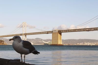 Bird perching against suspension bridge over river