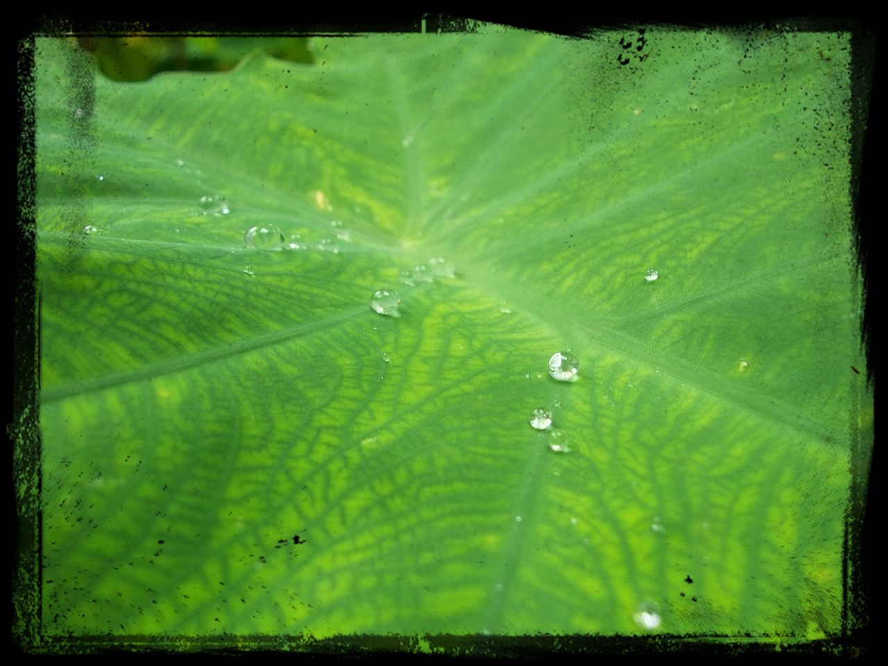 transfer print, drop, water, auto post production filter, green color, wet, nature, leaf, close-up, beauty in nature, freshness, growth, dew, fragility, full frame, natural pattern, raindrop, backgrounds, rain, day