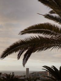 Palm tree against sky during sunset