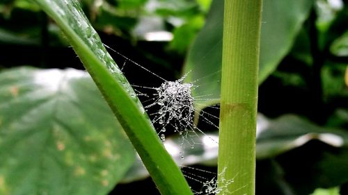 Close-up of insect on plant