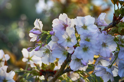 Close-up of purple flowers blooming in garden