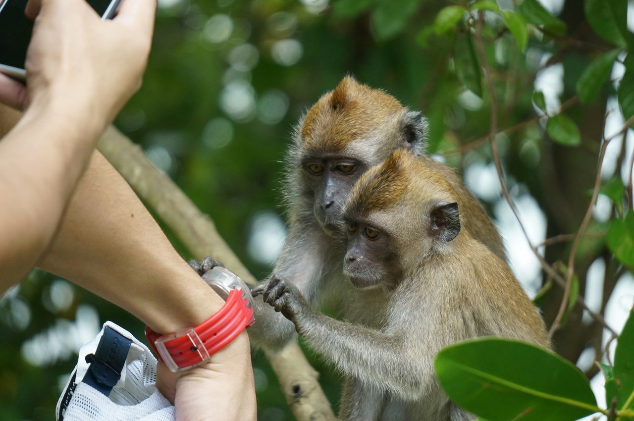 animal themes, one animal, person, holding, mammal, part of, lifestyles, leisure activity, pets, personal perspective, cropped, pet owner, animals in the wild, unrecognizable person, wildlife, human finger, domestic animals