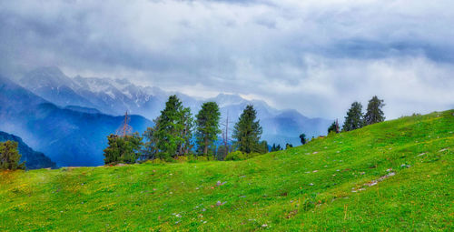 Trees and grass on mountain against cloudy sky