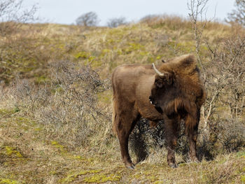 Wisent in a field