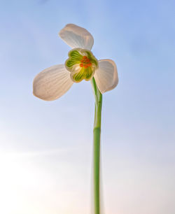 Low angle view of flowering plant against sky