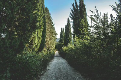 Footpath amidst trees in forest against sky