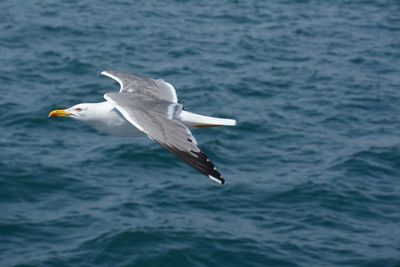 Herring gull in flight