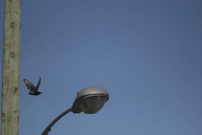 Low angle view of birds flying