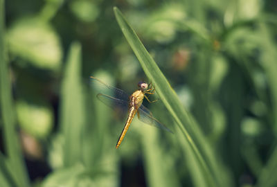 Closeup of a dragonfly with transparent wings, with green bokeh background