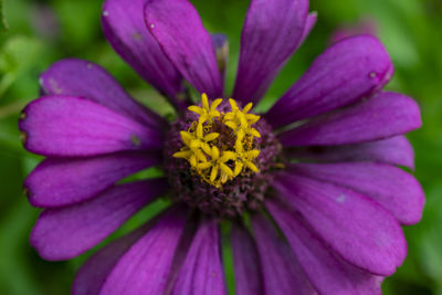 Close-up of purple flower