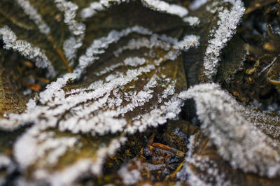 Close-up of frozen water on moss