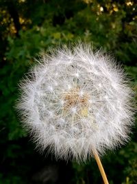 Close-up of dandelion flower