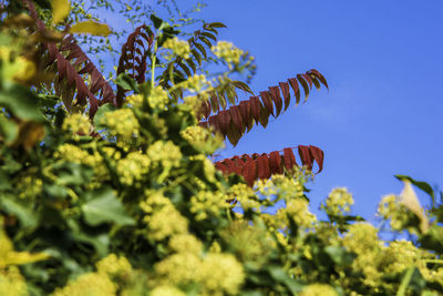 Low angle view of plant