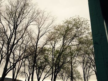 Low angle view of bare trees against sky