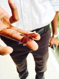 Cropped image of man with dead dragonfly