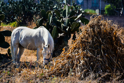 View of horse on field