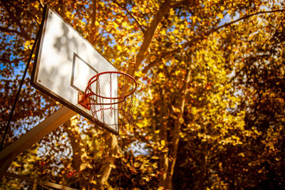 Low angle view of basketball hoop against trees during autumn