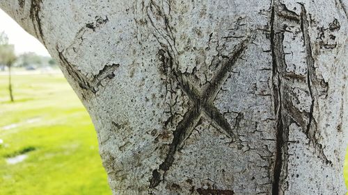 Close-up of tree trunk