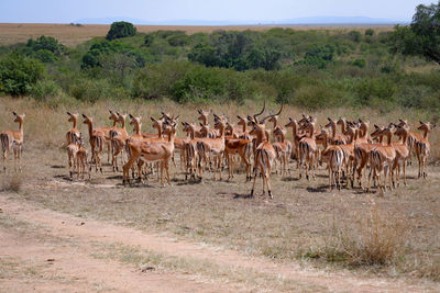 Side view of a a field